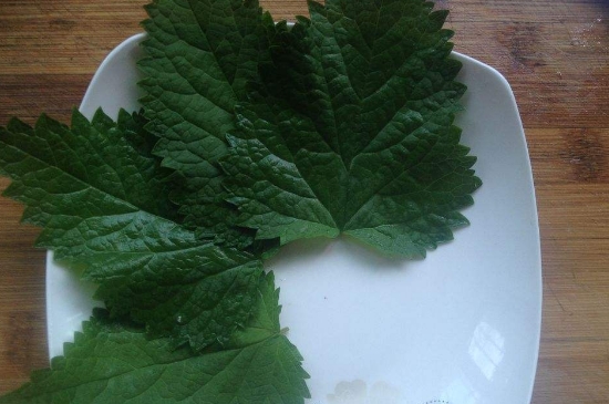 薄荷茶的功效與作用，喝薄荷茶有什么好處？