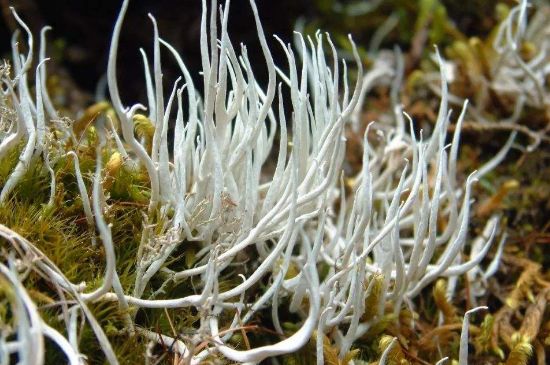 麗江雪茶的禁忌，白雪茶的副作用