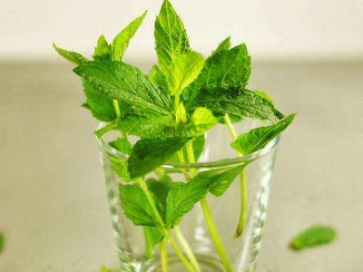 喝茶治口臭嗎，什么茶治口臭好？