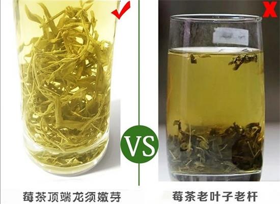 張家界茅巖莓茶與藤茶是同一種茶嗎，藤茶跟莓茶一不一樣？