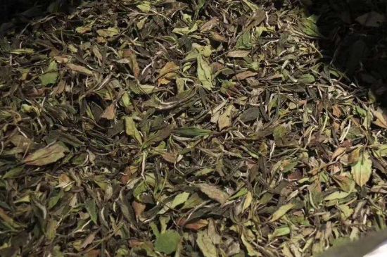 陳茶還是新茶好，茶葉是新茶好喝還是陳茶好喝