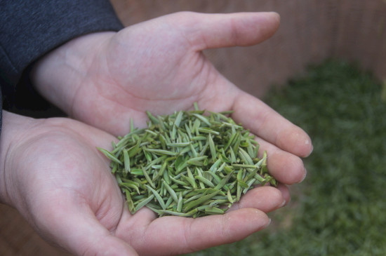 茶葉可以放冰箱嗎，茶需要放冰箱保存嗎