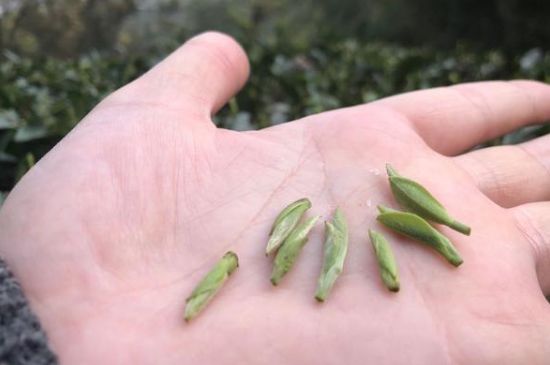 春茶季怎么辨別白毫銀針的好壞，好的白毫銀針如何選購？