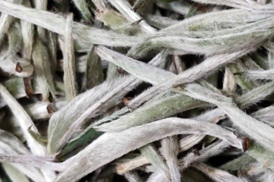 春茶上市白茶的好壞怎么區(qū)分，春白茶怎么分辨好不好？