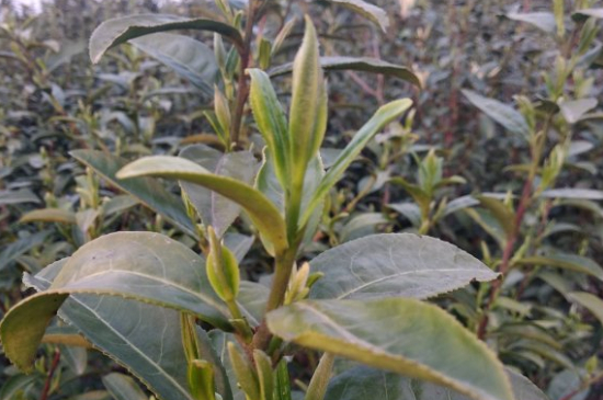 家庭如何保存碧螺春茶葉，蘇州洞庭碧螺春綠茶怎么保存？