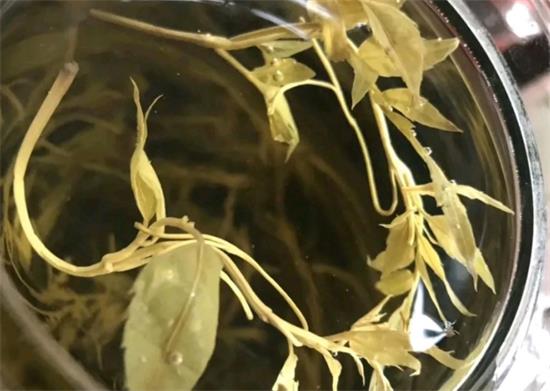 張家界茅巖莓茶與藤茶是同一種茶嗎，藤茶跟莓茶一不一樣？