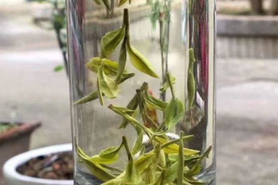 蒸汽煮茶器適合什么茶，蒸汽煮茶器適合用綠茶嗎？