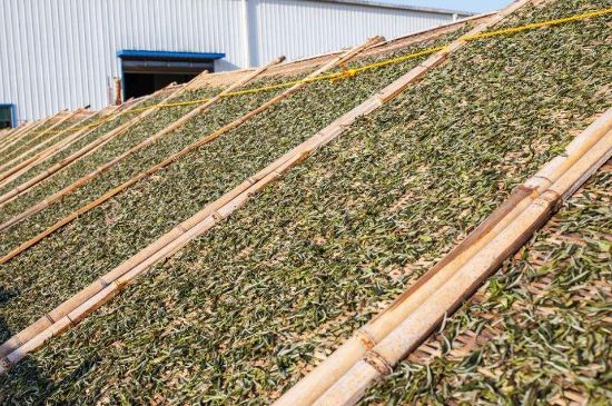 武夷巖茶的初制、精制加工工藝詳細講解