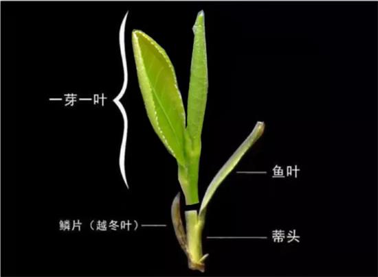 摘茶葉最快的方法，采摘茶葉怎么才能快？