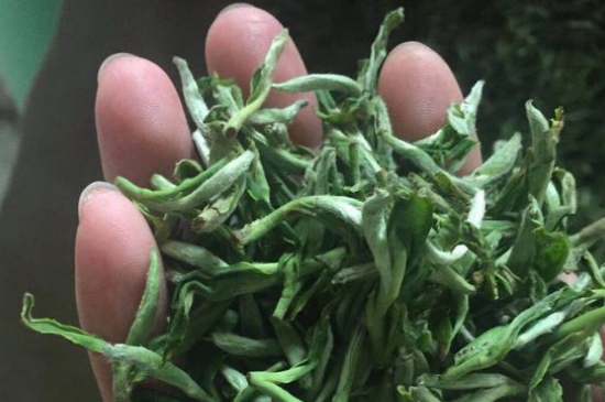 茉莉茶如何制作曬干，自制茉莉茶的做法