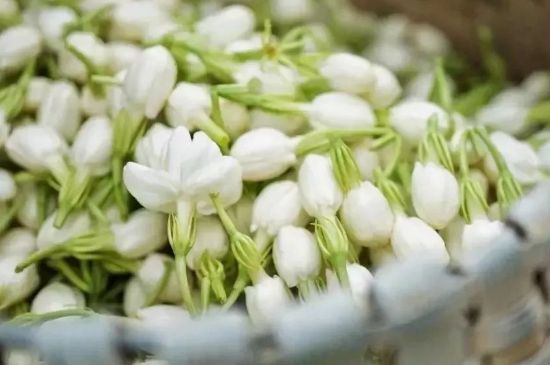 十大排毒養(yǎng)顏花茶，喝什么花茶排毒養(yǎng)顏