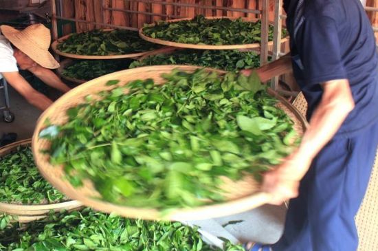 武夷巖茶的初制、精制加工工藝詳細講解