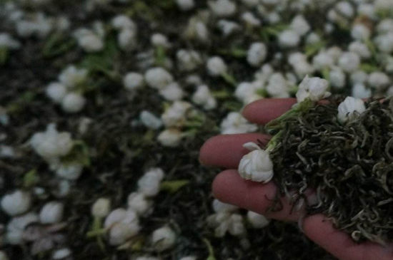 茉莉茶的種類和等級(jí)，茉莉花茶的分類