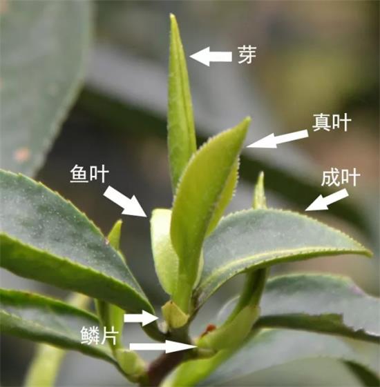 摘茶葉最快的方法，采摘茶葉怎么才能快？