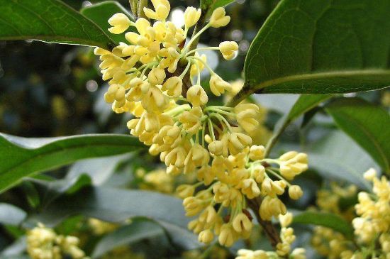 干桂花茶的制作方法，怎樣自制桂花茶？