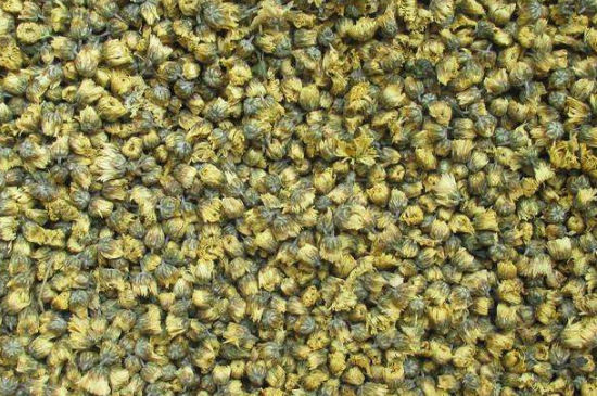 菊花茶大朵小朵有什么區(qū)別，菊花喝大朵還是小朵？