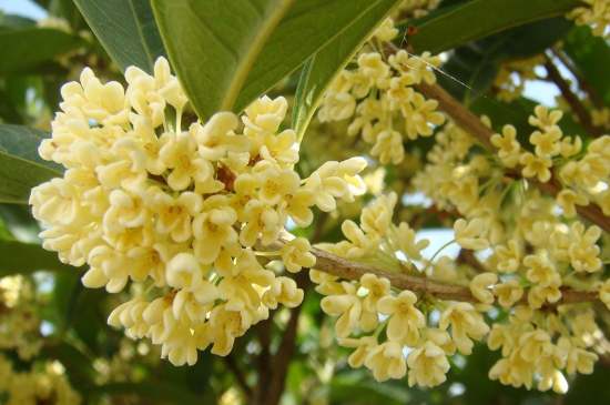 茉莉茶一次泡幾朵，茉莉茶放多少