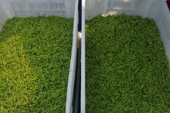 什么茶葉適合用蒸茶器，什么茶可以蒸