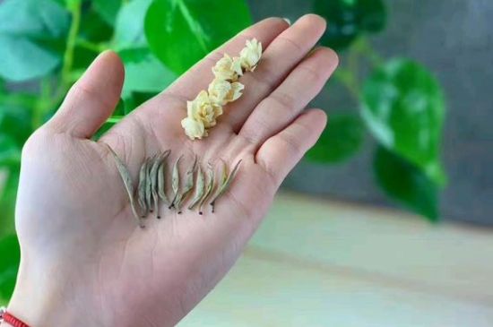 茉莉銀針口感，茉莉銀針是什么味道？