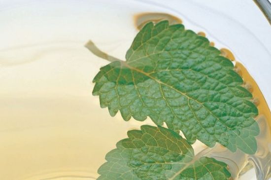 薄荷葉茶怎么制作，薄荷如何做成干茶葉