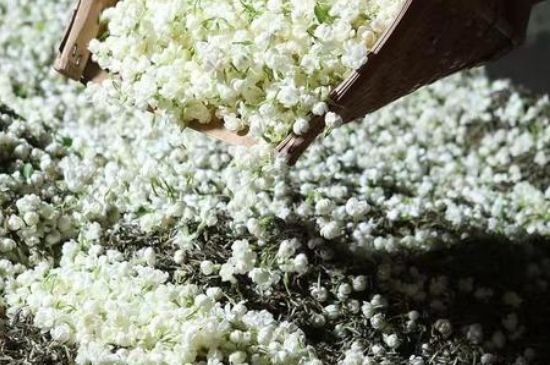茉莉茶葉的功效與禁忌，什么人不適合喝茉莉花茶？