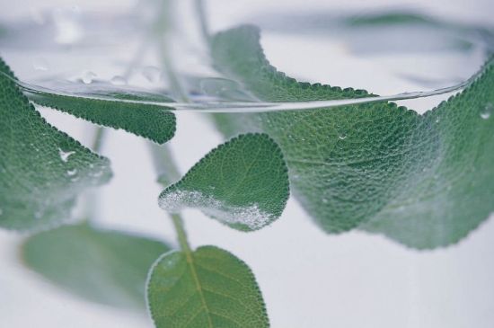 薄荷葉茶怎么制作，薄荷如何做成干茶葉