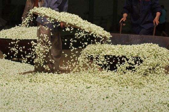 茉莉龍珠怎么做的，茉莉龍珠的制作工藝