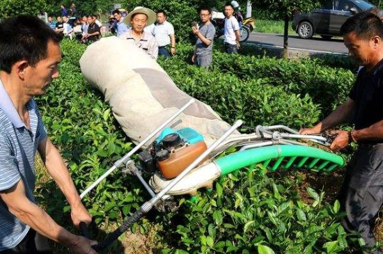 采茶的方法與步驟，如何正確采摘茶葉？