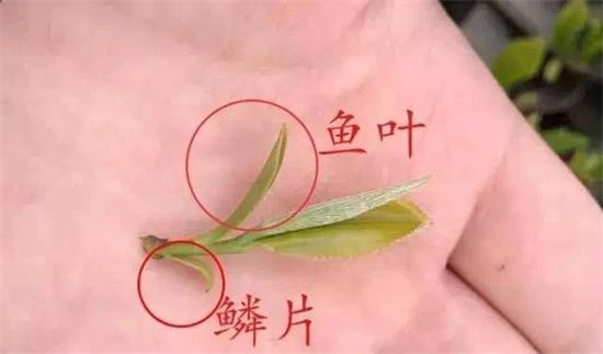 摘茶葉最快的方法，采摘茶葉怎么才能快？