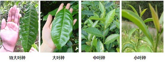 摘茶葉最快的方法，采摘茶葉怎么才能快？