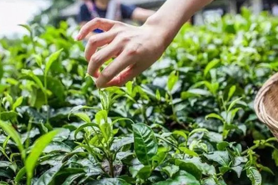 綠茶加工工藝流程圖，綠茶的加工制作包含哪幾個(gè)步驟？
