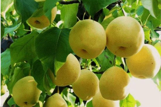 一把真正的本山綠泥壺最低多少錢，什么價(jià)格能買到本山綠泥紫砂壺？