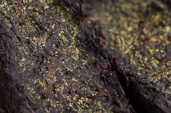 茯磚茶與普洱茶哪個好，茯茶和普洱茶口味區(qū)別