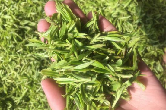 龍井好喝還是毛尖好喝，綠茶是龍井好還是毛尖好？