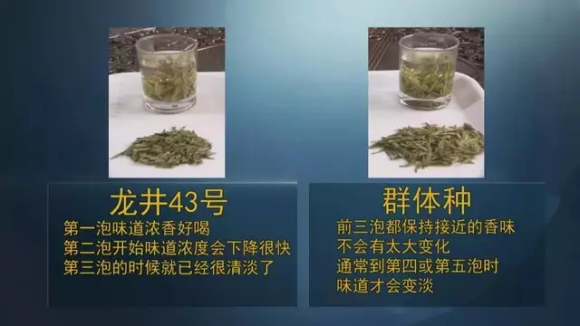 龍井群體種和43號的區(qū)別圖片，龍井43和群體種哪個好喝？