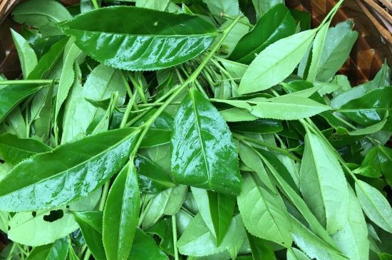 大紅袍可以放10年嗎，大紅袍放了十年能喝嗎