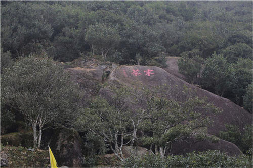 宋種一號(hào)價(jià)值為什么高，鳳凰單樅宋種1號(hào)價(jià)格與產(chǎn)量多少？