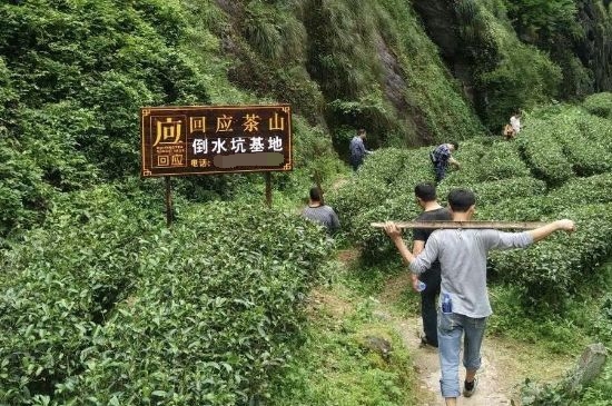 300塊錢的金駿眉能喝嗎，兩三百多金駿眉和一千多區(qū)別