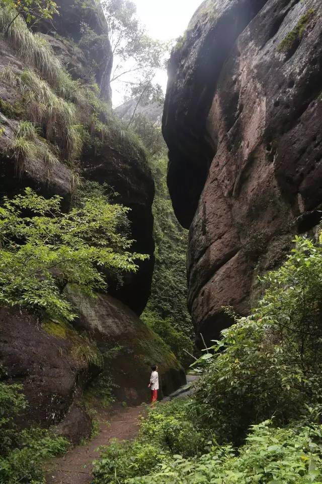 武夷山為什么盛產(chǎn)茶葉，武夷山茶為什么好喝？