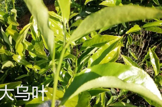 鴨屎香和大烏葉是同一種茶葉嗎，單叢大烏葉和鴨屎香有什么區(qū)別？