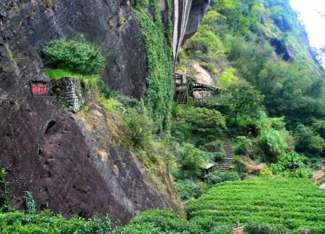 武夷山為什么盛產(chǎn)茶葉，武夷山茶為什么好喝？