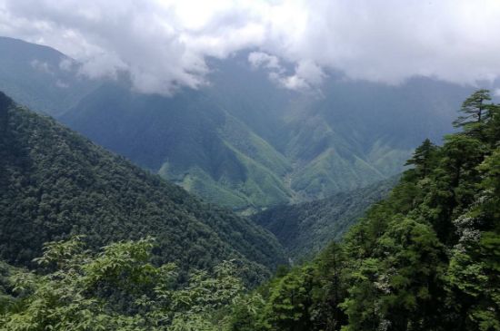 300塊錢的金駿眉能喝嗎，兩三百多金駿眉和一千多區(qū)別