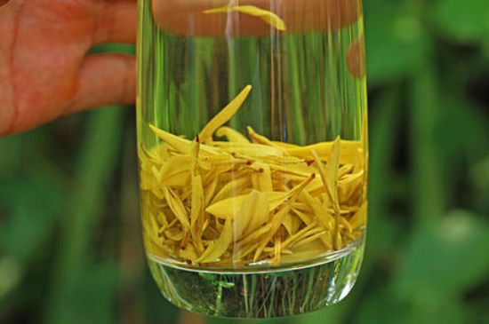 茶中奇葩黃金芽，安吉白茶中黃金芽的特點(diǎn)