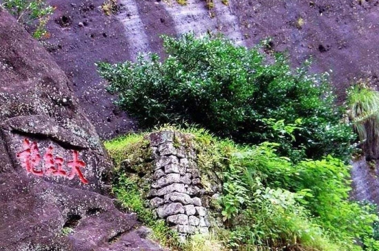 宋種一號(hào)價(jià)值為什么高，鳳凰單樅宋種1號(hào)價(jià)格與產(chǎn)量多少？