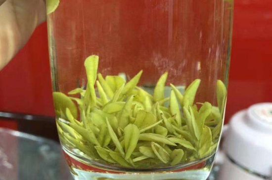 茶中奇葩黃金芽，安吉白茶中黃金芽的特點(diǎn)