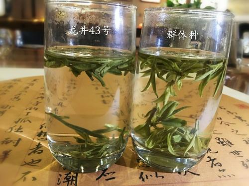 烏牛早和龍井的區(qū)別圖片，龍井43號和烏牛早茶的對比