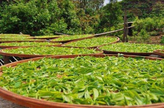 單叢茶十大香型以及常見(jiàn)品種大全，潮安鳳凰單樅十大名香歸類(lèi)