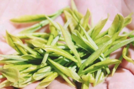 龍井是明前的好還是雨前的好，明前茶和雨前茶哪個好喝？