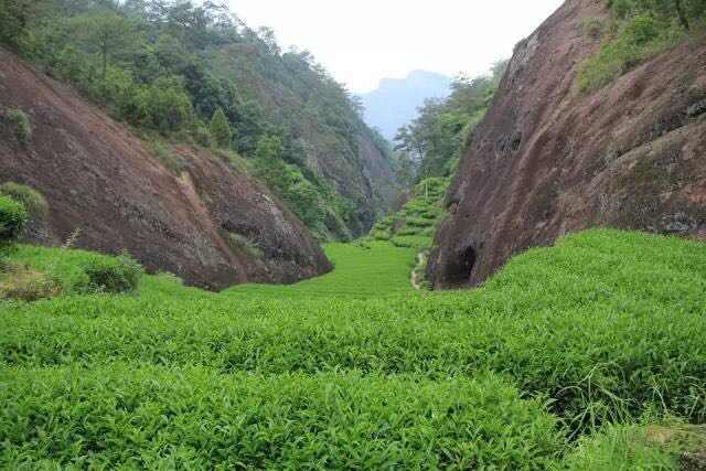 武夷山為什么盛產(chǎn)茶葉，武夷山茶為什么好喝？