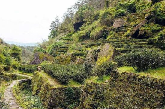 肉桂茶和大紅袍哪個貴，武夷山肉桂與大紅袍的價格比較